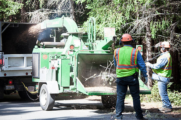 Panama City, FL Tree Removal Services Company